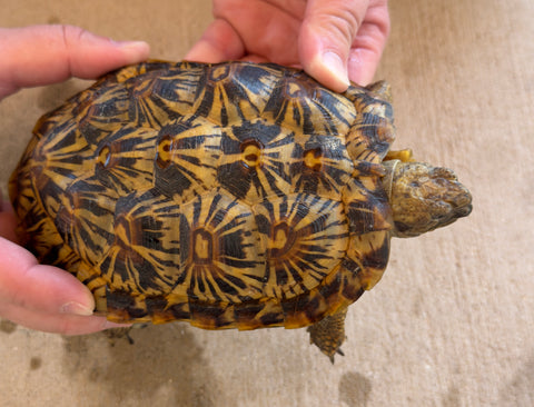 Pancake Tortoise Adult Female (PTF3)