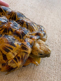 Pancake Tortoise Adult Male (PTM1)