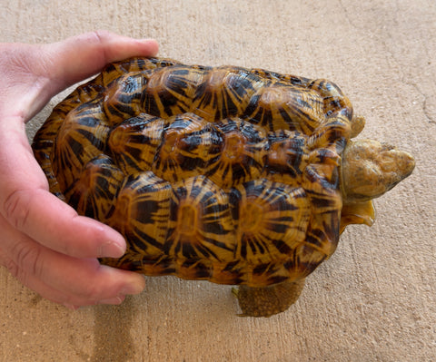 Pancake Tortoise Adult Male (PTM1)