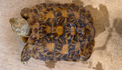 Pancake Tortoise Adult Male (PTM2)