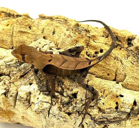 Peruvian Dead Leaf Lizard (Stenocercus fimbriatus) - Reptile Pets Direct