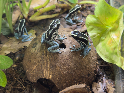 CB Adults Powder Blue Dyeing Poison Dart Frog (Dendrobates tinctorius Powder Blue)