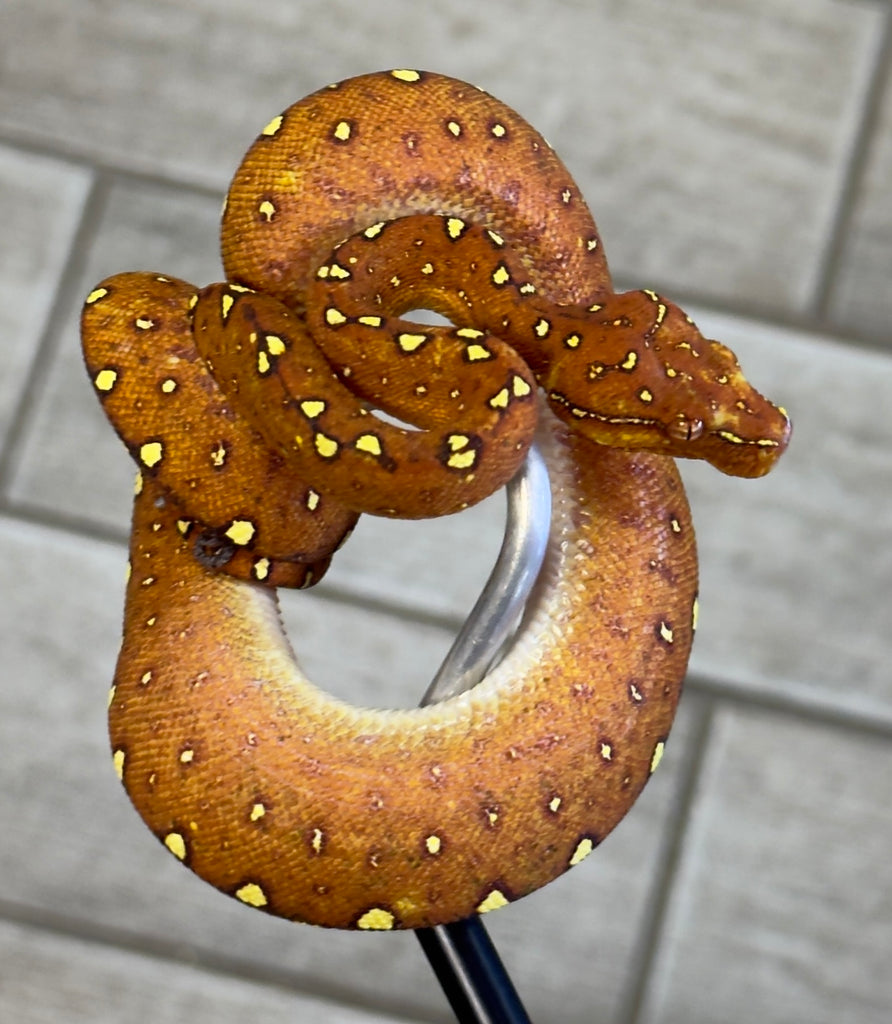 Green Tree Python Baby Red Biak Green Tree Python Baby (RBGTP1) – Reptile Pets Direct