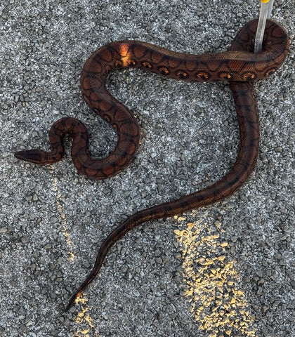 Brazilian Rainbow Boa (BRB1)
