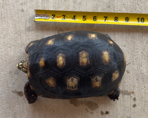 Guyana Red Foot Tortoise Female (RFT5)