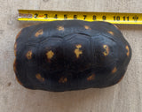 Guyana Red Foot Tortoise Female (RFT6)