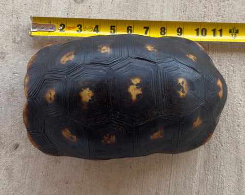 Guyana Red Foot Tortoise Female (RFT6)
