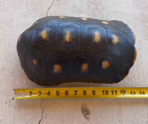 Guyana Red Foot Tortoise 12" Female (RFFT1)