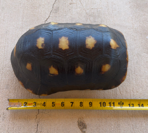 Guyana Red Foot Tortoise 12" Female (RFFT2)