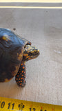 Guyana Red Foot Tortoise 12" Female (RFFT3)