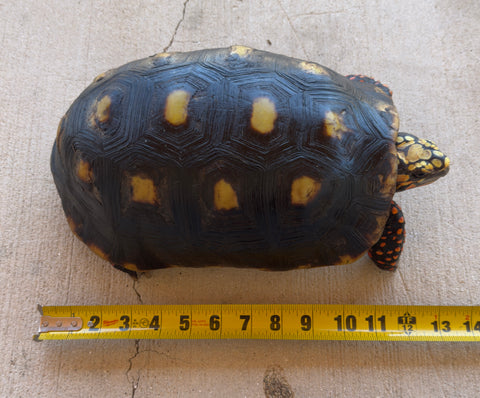 Guyana Red Foot Tortoise 12" Female (RFFT3)