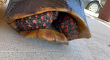 Guyana Red Foot Tortoise 12" Female (RFFT4)