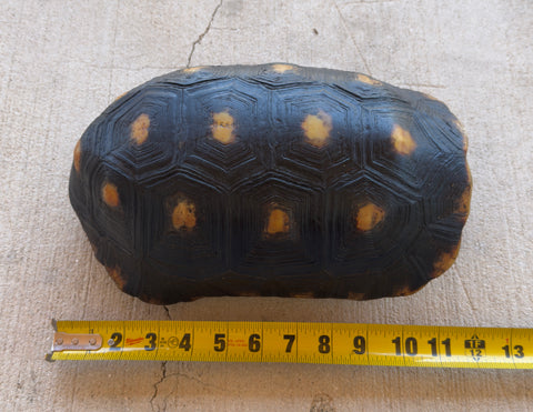 Guyana Red Foot Tortoise 12" Female (RFFT4)