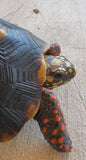 Guyana Red Foot Tortoise Female (RFFT5)