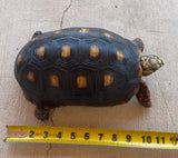 Guyana Red Foot Tortoise Female (RFFT5)