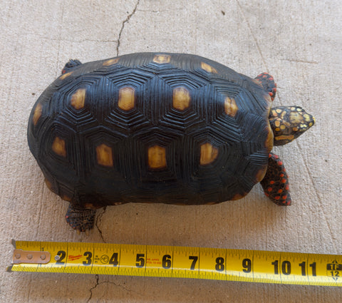 Guyana Red Foot Tortoise Female (RFFT5)