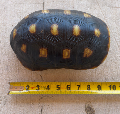 Guyana Red Foot Tortoise Female (RFFT6)