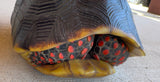 Guyana Red Foot Tortoise Female (RFFT7)