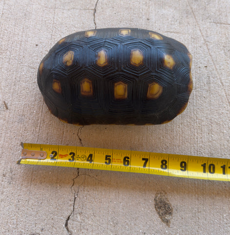 Guyana Red Foot Tortoise Female (RFFT7)