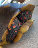 Guyana Red Foot Tortoise 12" Female (RFFT1)
