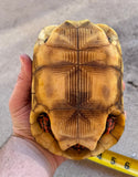 Guyana Red Foot Tortoise 6" Female (RFT11)