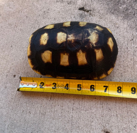 Guyana Red Foot Tortoise 6" Female (RFT11)