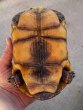 Guyana Red Foot Tortoise 7" (RFM2)