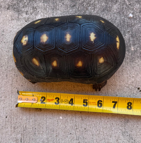 Guyana Red Foot Tortoise 7" (RFM2)