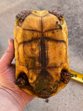 Guyana Red Foot Tortoise 8" Female (RFM3)