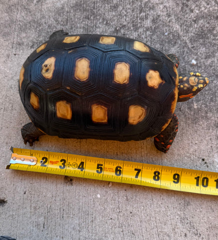 Guyana Red Foot Tortoise 9" Female (RFM4)