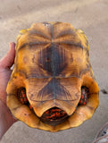 Guyana Red Foot Tortoise 8" Female (RFM5)