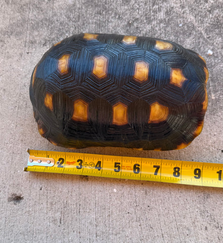 Guyana Red Foot Tortoise 8" Female (RFM5)