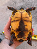 Guyana Red Foot Tortoise 7" Female (RFT7)