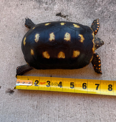 Guyana Red Foot Tortoise 7" Female (RFT7)