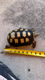 Guyana Red Foot Tortoise 7" Female (RFT8)