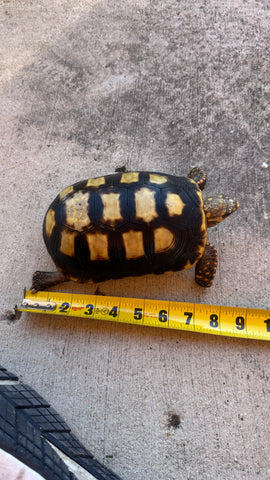 Guyana Red Foot Tortoise 7" Female (RFT8)
