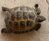 Russian Tortoise Male (RTM34)