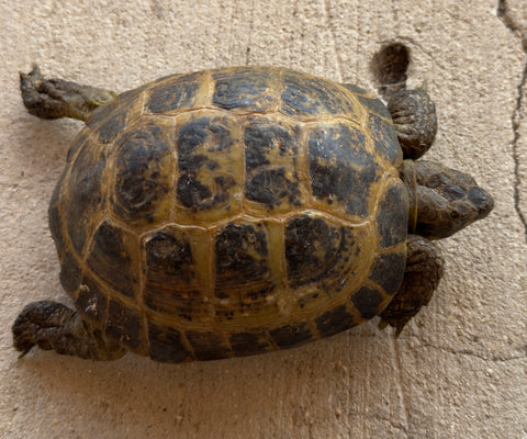 Russian Tortoise Male (RTM34)