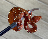 Red Biak Green Tree Python (RGTP12)