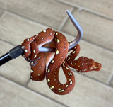Red Biak Green Tree Python (RGTP12)