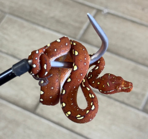 Red Biak Green Tree Python (RGTP12)