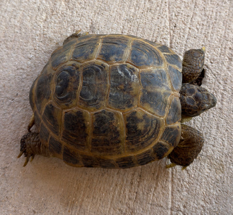 Russian Tortoise Male (Rm4)
