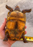 Guyana Red Foot Tortoise 6" Female (RFT9)