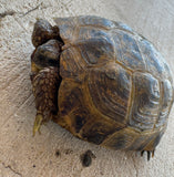 Russian Tortoise Female (RTF11)