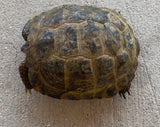 Russian Tortoise Female (RTF11)