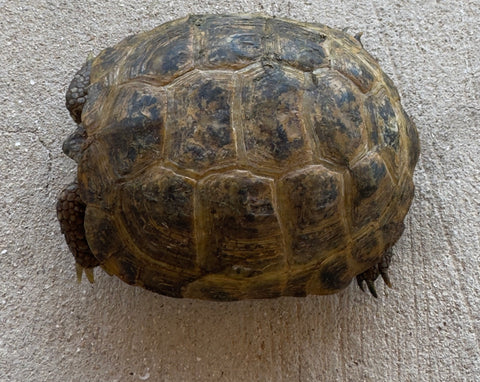 Russian Tortoise Female (RTF11)