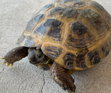 Russian Tortoise Female (RTF12)