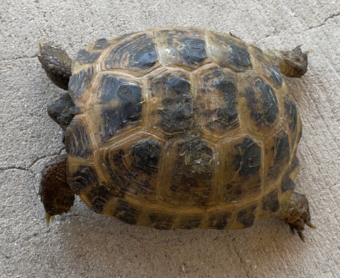 Russian Tortoise Female (RTF12)
