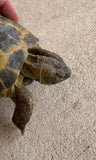Russian Tortoise Male (RTM34)