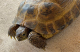 Russian Tortoise Male (RTM35)